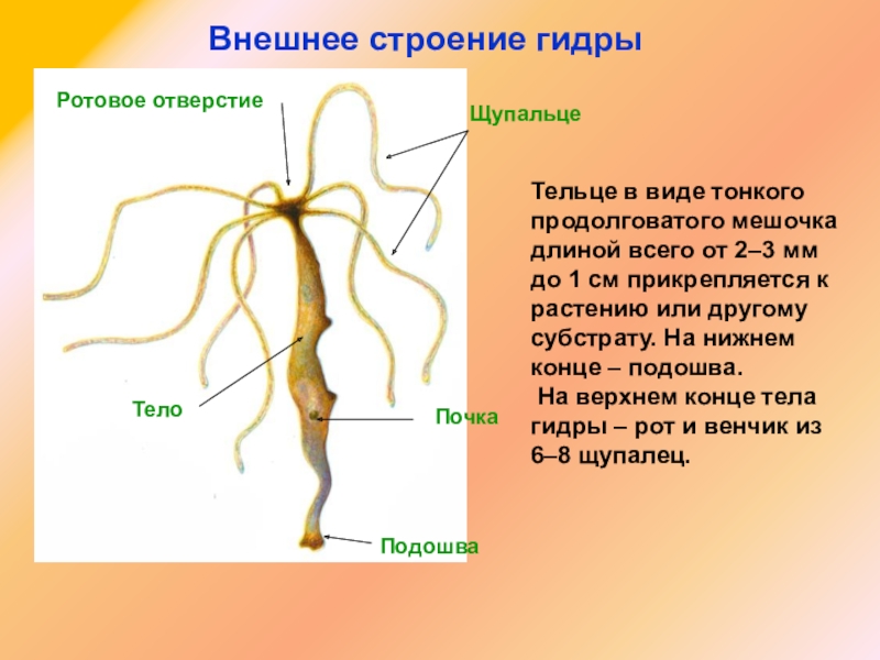 Как пополнить биткоины в меге